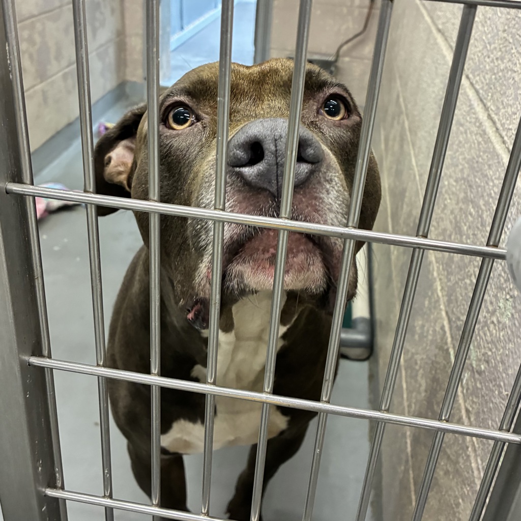 Shelter Stray Male Dog last seen 160th/ Glisan, PORTLAND, OR, 97230, 1700 W Historic Columbia River Hwy, Troutdale, OR 97060, USA