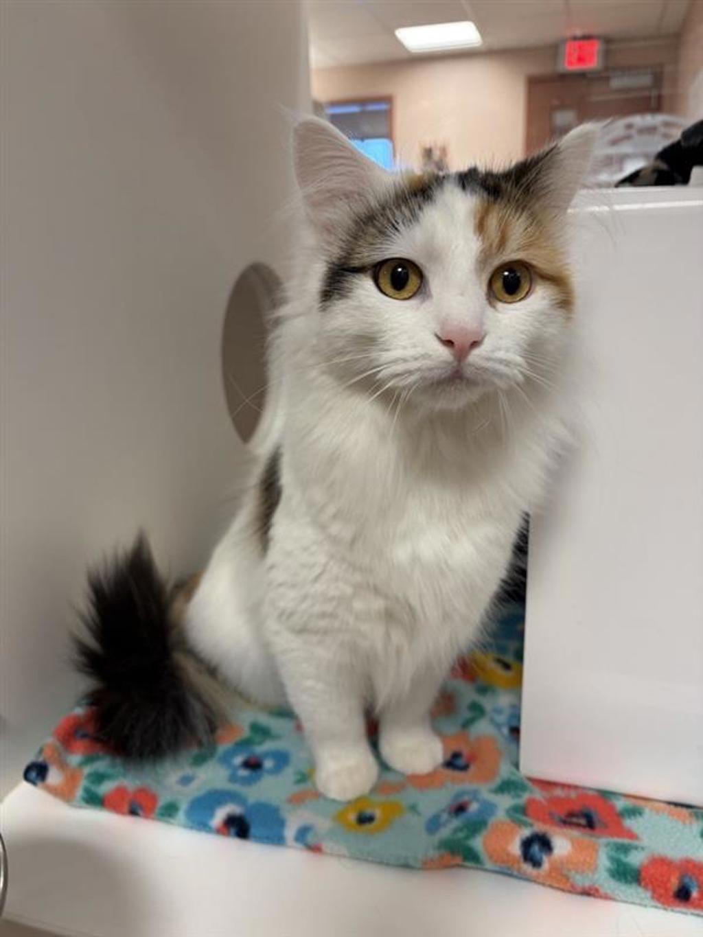 Shelter Stray Female Cat last seen Near 8th Avenue S, GREAT FALLS, MT, 59405, 1010 25th Ave NE, Great Falls, MT 59404, USA