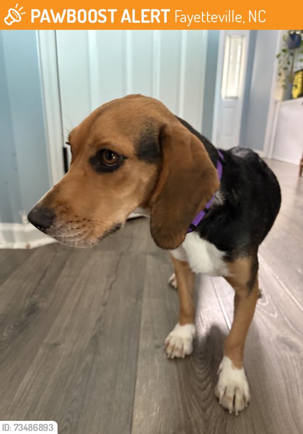 Found/Stray Female Dog last seen fisher, Fayetteville, NC 28306