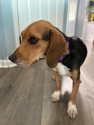 Found/Stray Female Dog last seen fisher, Fayetteville, NC 28306