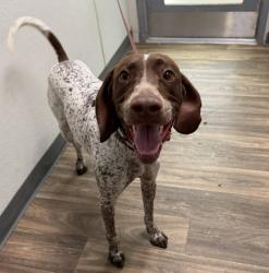 Shelter Stray Male Dog last seen 9th Street, Imperial Beach, CA, 91932, 5500 Gaines St, San Diego, CA 92110, USA