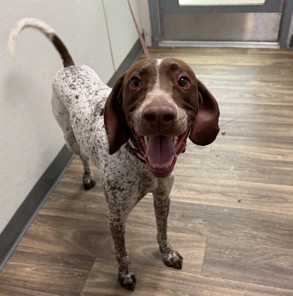 Shelter Stray Male Dog last seen 9th Street, Imperial Beach, CA, 91932, 5500 Gaines St, San Diego, CA 92110, USA