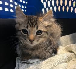 Shelter Stray Female Cat last seen Gateway Center, San Diego, CA, 92102, 5500 Gaines St, San Diego, CA 92110, USA