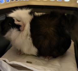Shelter Stray Male Other last seen Near E El Norte Parkway, Escondido, CA, 92027, Escondido, CA 92027, USA