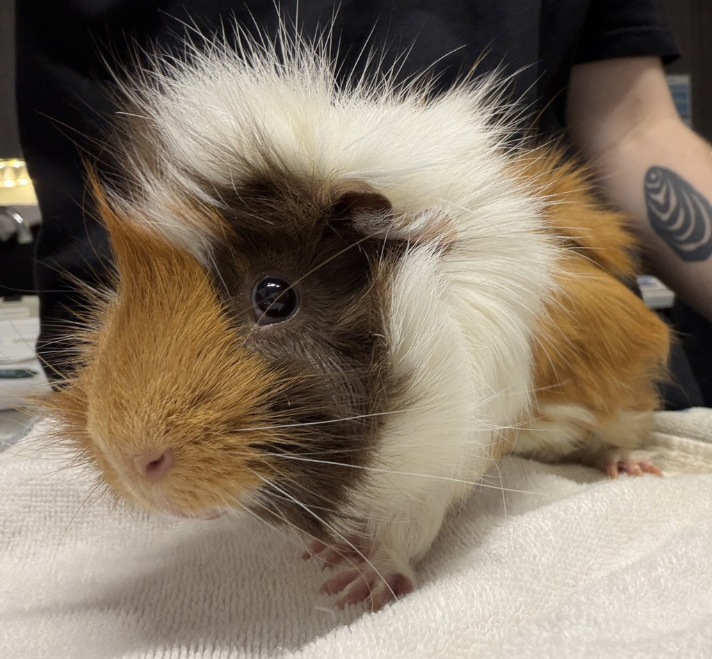 Shelter Stray Male Other last seen Near E El Norte Parkway, Escondido, CA, 92027, Escondido, CA 92027, USA