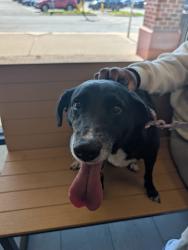 Lost Female Dog last seen Rabbit hill Ln and Bonus drive, Columbus, OH 43232