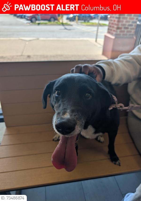 Lost Female Dog last seen Rabbit hill Ln and Bonus drive, Columbus, OH 43232