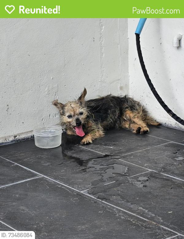 Reunited Unknown Dog last seen Ixora Dr W, Melbourne, FL 32935