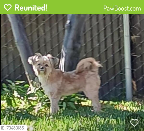 Reunited Female Dog last seen Victoria and 28th st., Highland, CA 92346