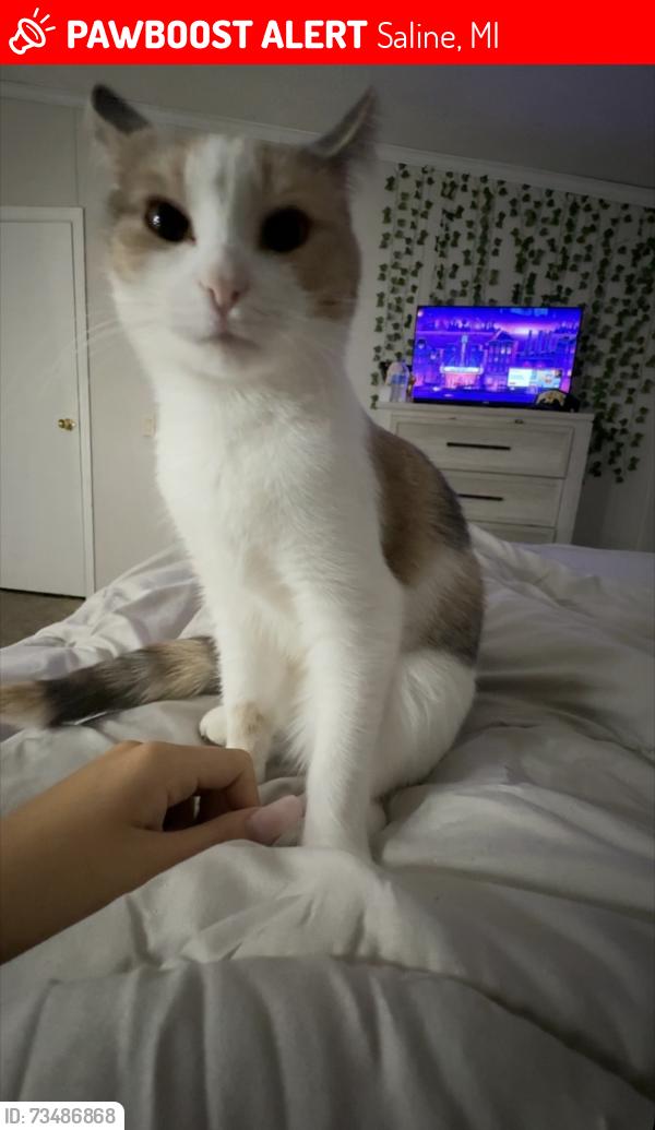 Lost Female Cat last seen Marion Road, Saline, MI 48176