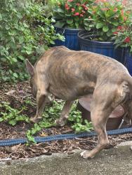 Reunited Male Dog last seen Cormorant Drive and Remler Drive S, Jacksonville, FL 32223