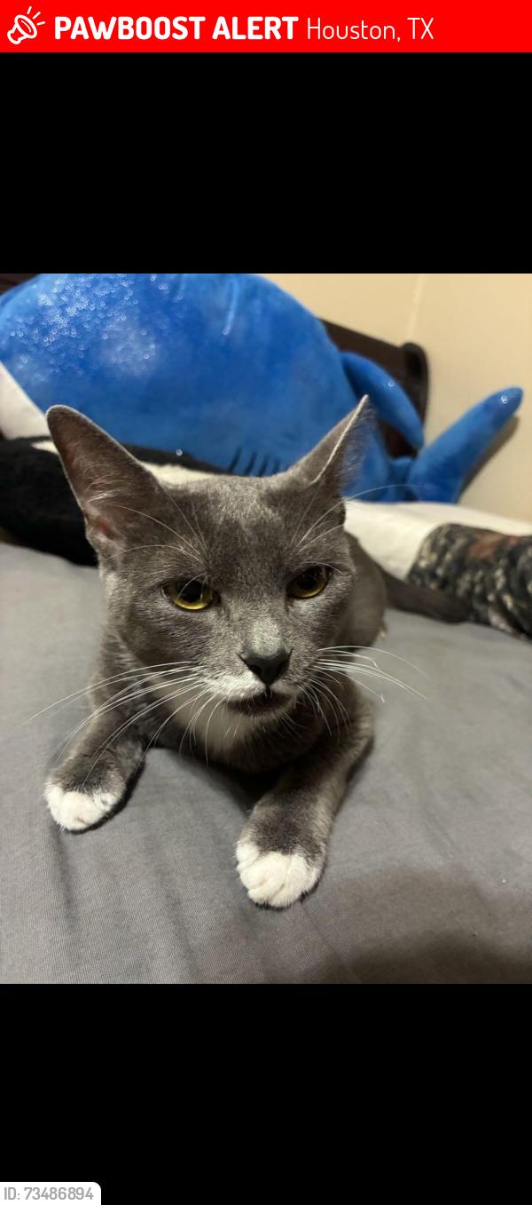 Lost Female Cat last seen Katy Fwy & West Forest Dr, Houston, TX 77079