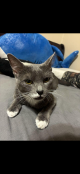 Lost Female Cat last seen Katy Fwy & West Forest Dr, Houston, TX 77079