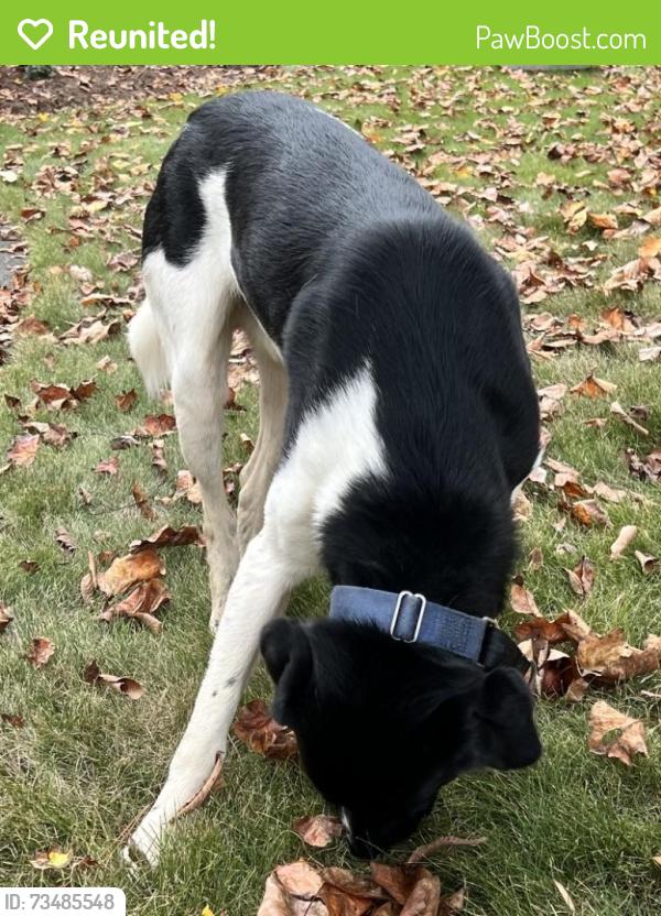 Reunited Male Dog last seen Near ebert rd, Winston-Salem, NC 27127
