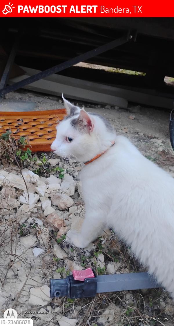 Lost Male Cat last seen Exotic Acres off of Panther Hollow Dr., Bandera, TX 78003
