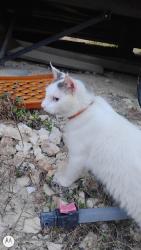 Lost Male Cat last seen Exotic Acres off of Panther Hollow Dr., Bandera, TX 78003