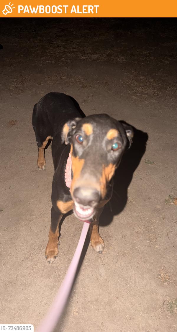 Found/Stray Female Dog last seen Near los corralitos, Riverside County, CA 92592