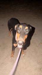 Found/Stray Female Dog last seen Near los corralitos, Riverside County, CA 92592