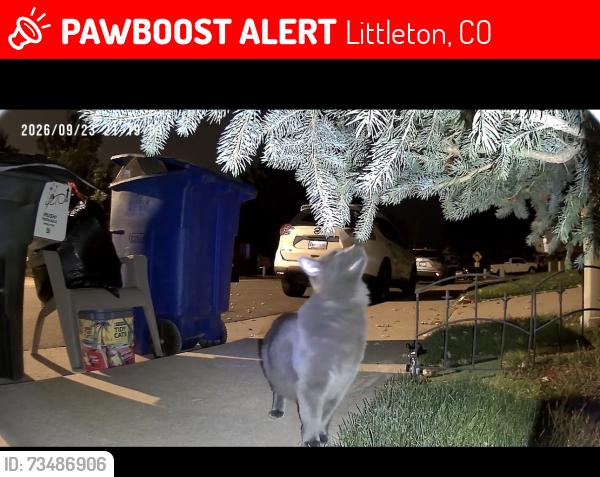 Lost Male Cat last seen Mount carbon elementary, Littleton, CO 80127