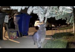 Lost Male Cat last seen Mount carbon elementary, Littleton, CO 80127