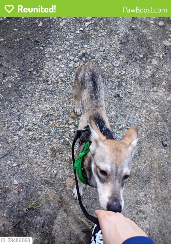 Reunited Male Dog last seen Near oak knoll, North Richland Hills, TX 76182