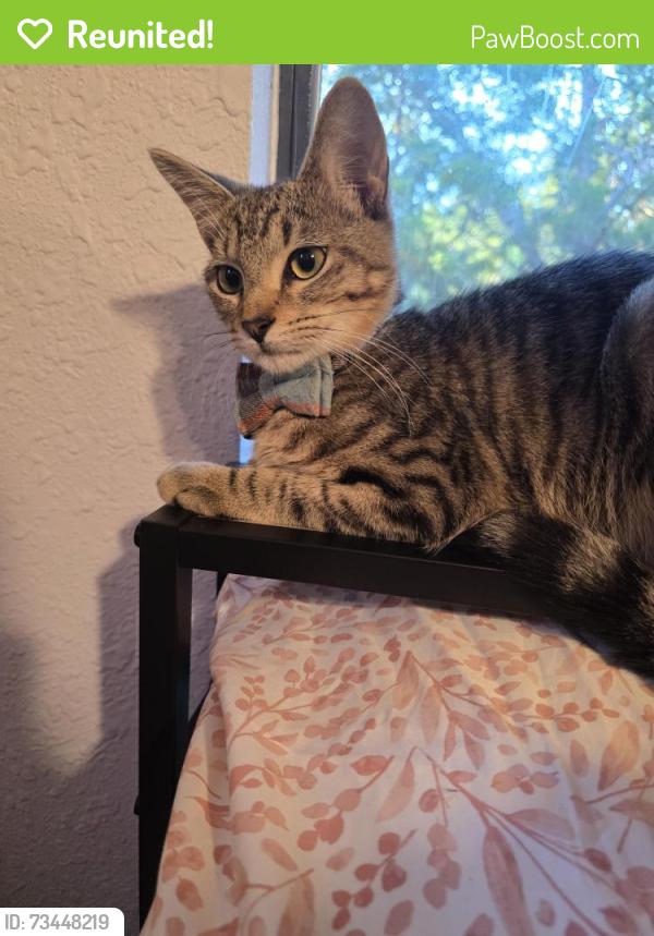 Reunited Male Cat last seen Dg market on 306 area, Canyon Lake, TX 78070