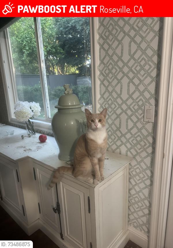 Lost Male Cat last seen Swan Lake Drive, Roseville, CA 95746