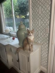 Lost Male Cat last seen Swan Lake Drive, Roseville, CA 95746