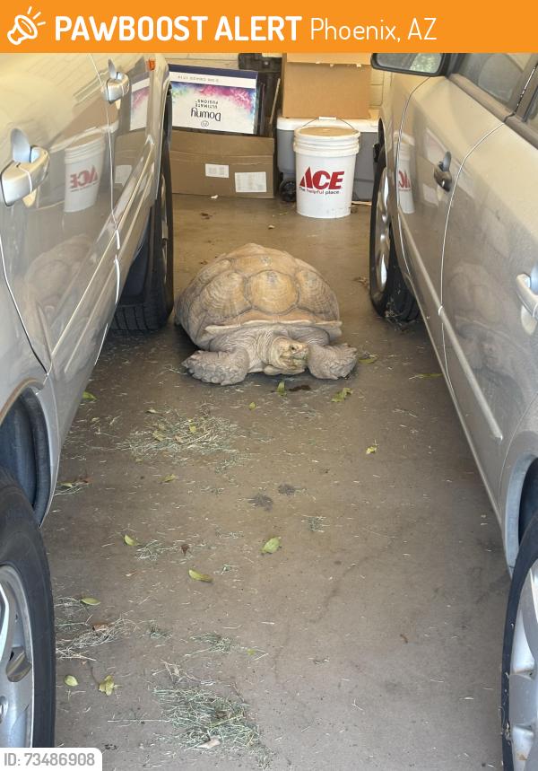Found/Stray Unknown Reptile last seen Bethany Home Rd and 19th Ave, Phoenix, AZ 85015