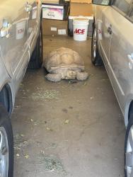 Found/Stray Unknown Reptile last seen Bethany Home Rd and 19th Ave, Phoenix, AZ 85015