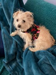 Reunited Female Dog last seen Eubank , Candelaria, Comanche, Moon, Albuquerque, NM 87111