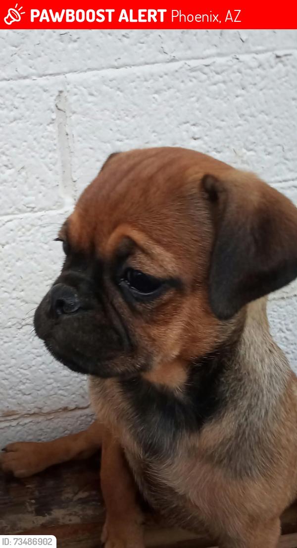 Lost Female Dog last seen W Clarendon ave, Phoenix, AZ 85012