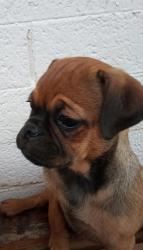 Lost Female Dog last seen W Clarendon ave, Phoenix, AZ 85012