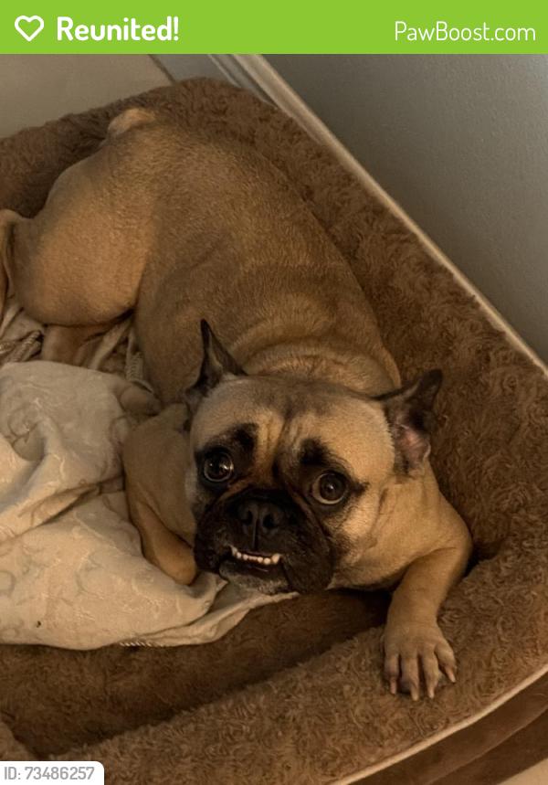 Reunited Female Dog last seen Near Hearthstone Ct, Tampa, FL 33615, USA, Tampa, FL 33615