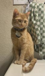 Reunited Female Cat last seen Peach and Foxglove Ln., Burleson, TX 76028