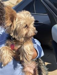 Found/Stray Male Dog last seen Near NW 111th st, Oklahoma City, OK 73114
