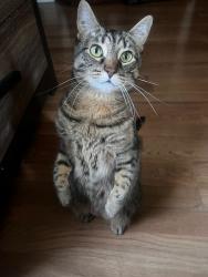 Reunited Female Cat last seen View St, Aurora, IL 60506