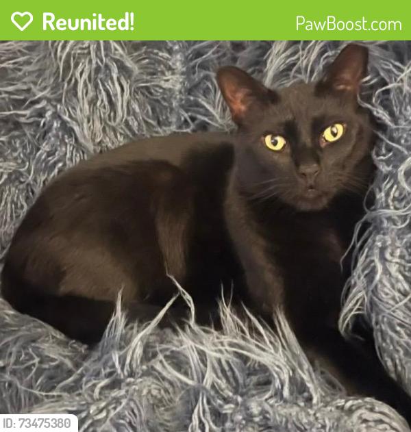 Reunited Male Cat last seen Hill Rd & Dietz Mill Rd Green Lane Pa, Salford Township, PA 18054