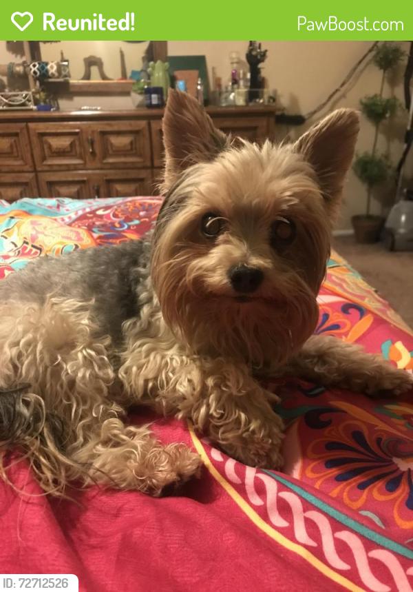 Reunited Male Dog last seen Near stokes st, Las Vegas, NV 89110