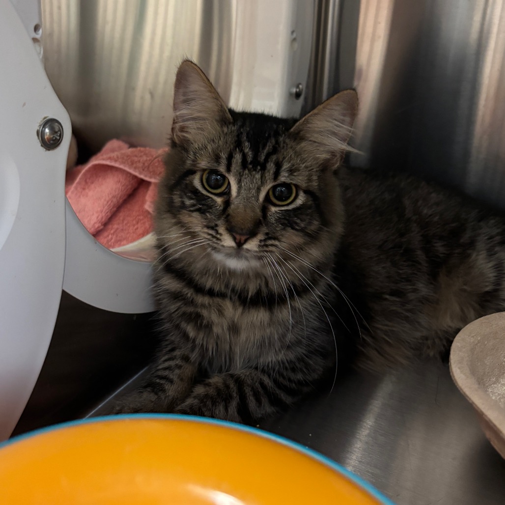Shelter Stray Female Cat last seen , 361 S Raymond Ave, Pasadena, CA 91105, USA