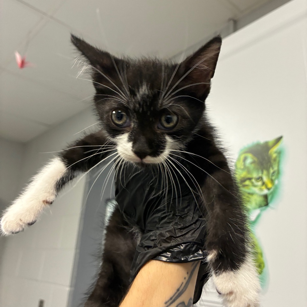 Shelter Stray Male Cat last seen , 328 Furman Hall Rd, Greenville, SC 29609, USA