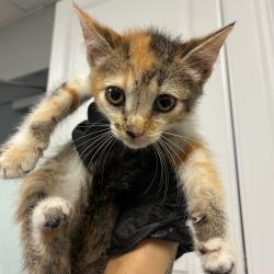 Shelter Stray Female Cat last seen , 328 Furman Hall Rd, Greenville, SC 29609, USA