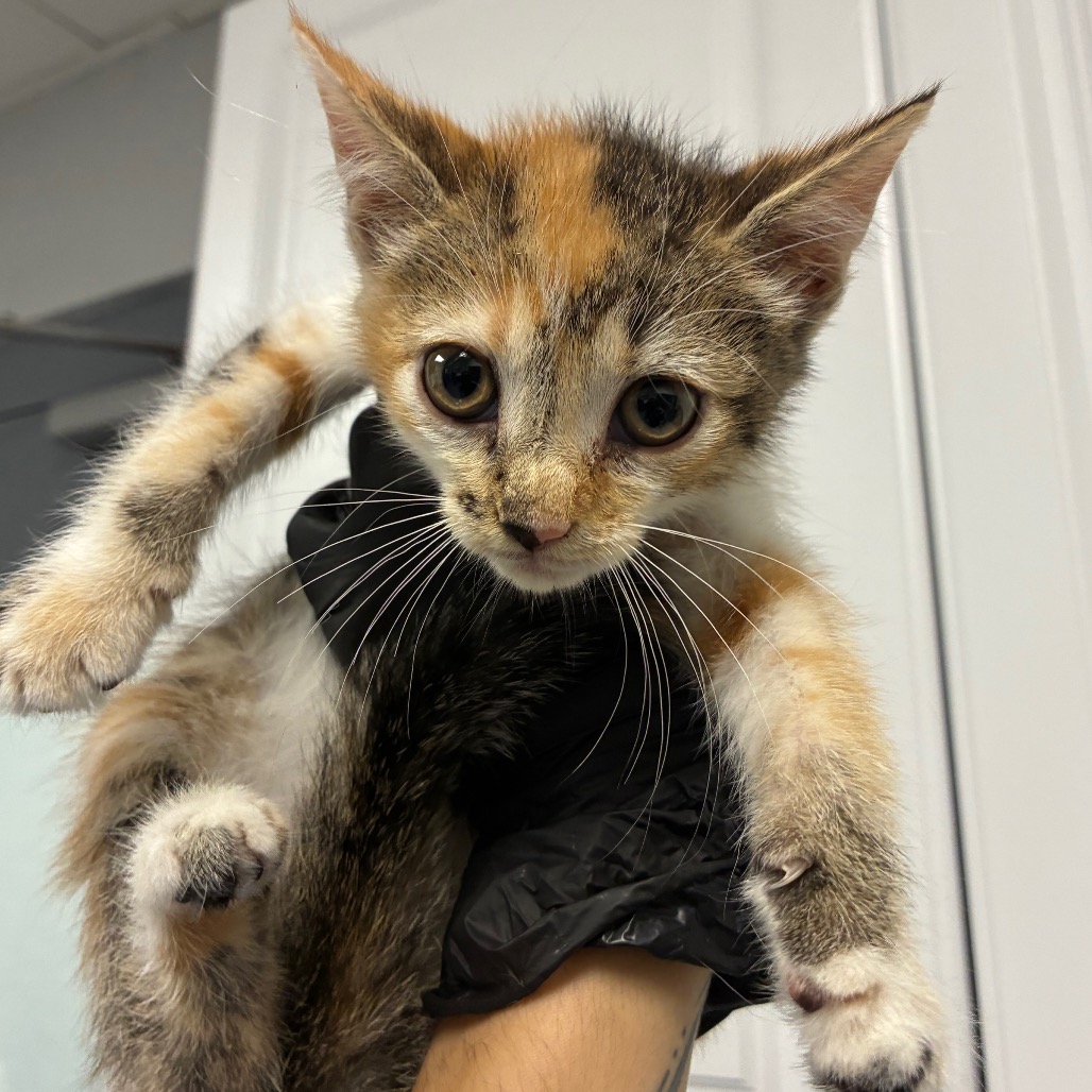 Shelter Stray Female Cat last seen , 328 Furman Hall Rd, Greenville, SC 29609, USA