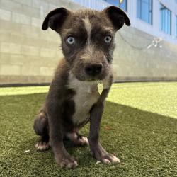 Shelter Stray Male Dog last seen , 3612 11th Ave, Los Angeles, CA 90018, USA