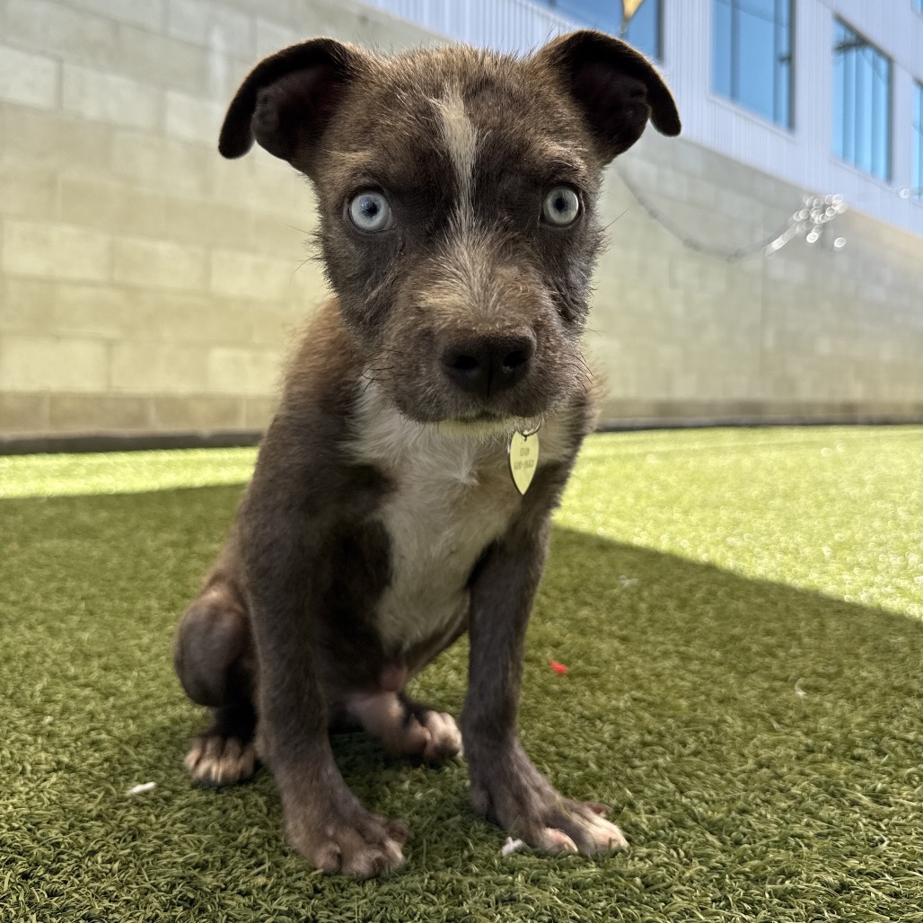Shelter Stray Male Dog last seen , 3612 11th Ave, Los Angeles, CA 90018, USA