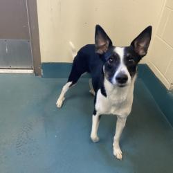 Shelter Stray Female Dog last seen , 2350 Appling City Cove, Memphis, TN 38133, USA