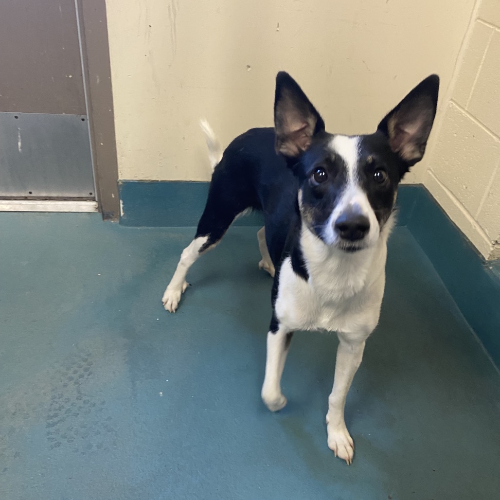 Shelter Stray Female Dog last seen , 2350 Appling City Cove, Memphis, TN 38133, USA