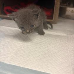 Shelter Stray Unknown Cat last seen , 244 Georgetown Rd, Jacksonville, NC 28540, USA