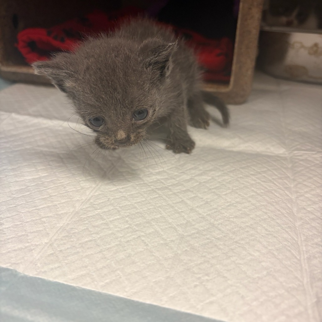 Shelter Stray Unknown Cat last seen , 244 Georgetown Rd, Jacksonville, NC 28540, USA