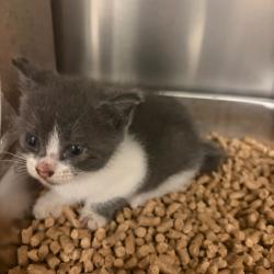 Shelter Stray Unknown Cat last seen , 244 Georgetown Rd, Jacksonville, NC 28540, USA